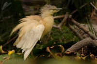 Volavka vlasata - Ardeola ralloides - Squacco Heron 5823